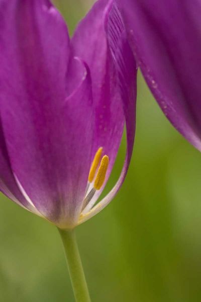 USA, Pennsylvania Tulip Garden
